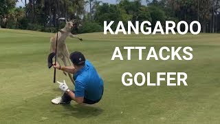 Golfer Attacked By Kangaroo on Fairway in Australia [upl. by Malynda]