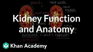 Kidney function and anatomy  Renal system physiology  NCLEXRN  Khan Academy [upl. by Ayeka]