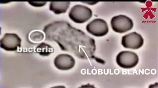 GLÓBULO BLANCO vs BACTERIA EXPLICADO‼️ [upl. by Nerte]