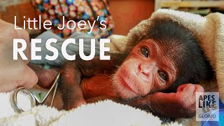 Chimp Little Joeys RESCUE [upl. by Niret]