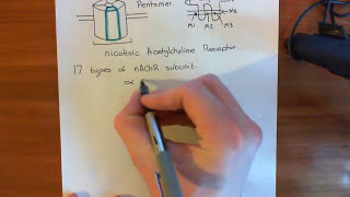 Introduction to Nicotinic Acetylcholine Receptors Part 1 [upl. by Adorl983]