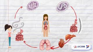 O CICLO DO ASCARIS LUMBRICOIDES  PARASITOLOGIA [upl. by Fritts15]