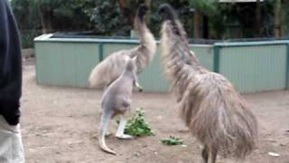 Kangaroo vs Emu FIGHT [upl. by Hsakiv]