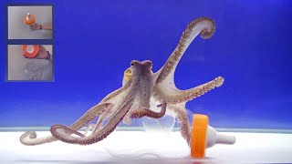 Octopus Intelligence Experiment Takes an Unexpected Turn [upl. by Dani]