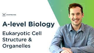 Eukaryotic Cell Structure amp Organelles  Alevel Biology  OCR AQA Edexcel [upl. by Zetrac]