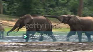 African forest elephant Loxodonta cyclotis [upl. by Nemsaj983]