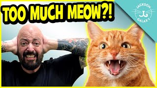 Stop The Constant Meow 6 Reasons Why Your Cat OverVocalizes [upl. by Jagir33]