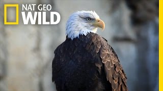 Bald Eagle Feeding Frenzy  United States of Animals [upl. by Ellehsram]