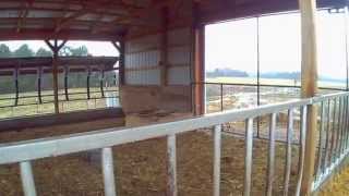 heifer barn tour [upl. by Aihsital363]