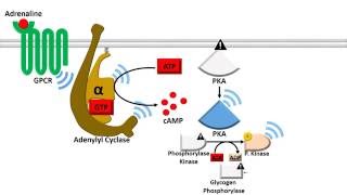 Adenylyl Cyclase Dependent Pathway  Fast Response [upl. by Hnib]