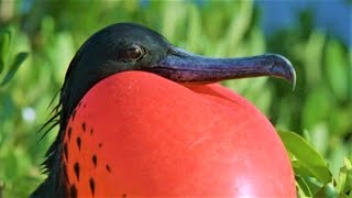 Bizarre Mating Ritual Of The Frigatebird  Wild Caribbean  BBC Earth [upl. by Heng364]