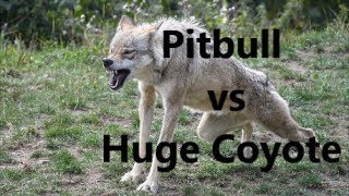 Pitbull Dog vs Huge Coyote Fight  WHO WINS   REAL ATTACK [upl. by Mab]