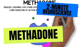 2Minute Neuroscience Methadone [upl. by Gillie773]