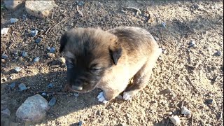 Rescue a newborn puppy left alone part 1 [upl. by Ayom]