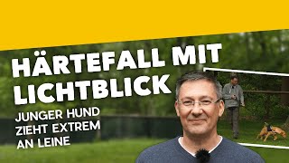 Leinenführigkeit Junger Hund zieht extrem an Leine ► Härtefall mit Lichtblick Training 2 2019 [upl. by Anauqed]