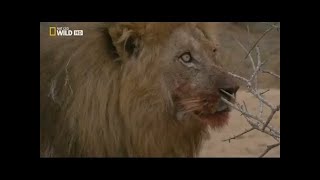 Documental de Leones  National Geographic Documentales  EL REY DE LA MANADA [upl. by Roslyn468]