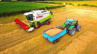 Harvesting Malting Spring Barley For Beer Production [upl. by Ecire196]