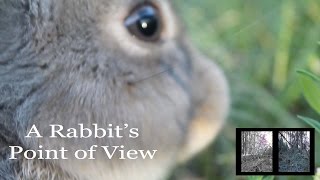 A Rabbits Point of View  What Rabbits See [upl. by Iggep808]