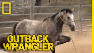 Breaking Wild Horses  Outback Wrangler [upl. by Pace]