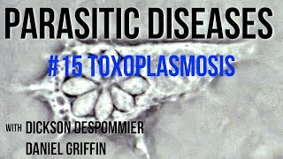 Parasitic Diseases Lectures 15 Toxoplasmosis [upl. by Alroi]