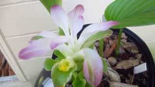 Turmeric in bloom and how to grow this spice [upl. by Trakas]