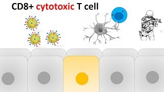 cytotoxic T cell activation and killing mechanism [upl. by Odravde]