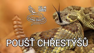 Poušť chřestýšů  dokumentární film o hadech studia Living Zoology Czech [upl. by Kcirreg444]