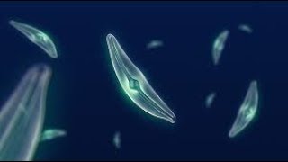 What Makes Diatoms So Special [upl. by Seraphina558]