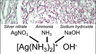 How to prepare ammoniacal silver [upl. by Chapnick]