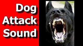 Dog Attack Sound Dog Snarl and BITE Sounds ANGRY DOG Sounds [upl. by Alphonsine998]