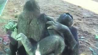 Gorilla Love [upl. by Keener]