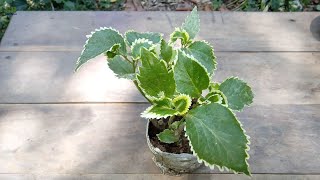 How to propagate acalypha wilkesiana or copperleaf plant and care [upl. by Viens]