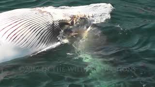 Great White Shark Eats Dead Whale [upl. by Osrit]