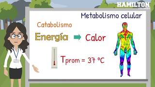 Metabolismo celular [upl. by Karlene174]