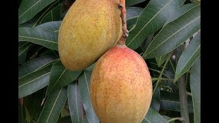 Growing Mango ‘Pickering’ in Containers  How to Grow Mangos [upl. by Helene49]