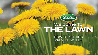 Welcome To The Lawn How to Kill and Prevent Weeds [upl. by Niowtna]