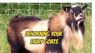 How to Dehorn Your Dairy Goat [upl. by Ahsinor198]