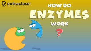 How do enzymes work  Biology  Extraclasscom [upl. by Jonati]