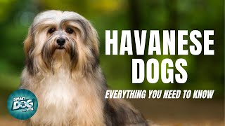 Havanese Dogs Breed Guide  Dogs 101  Havanese Dog [upl. by Nelrsa986]