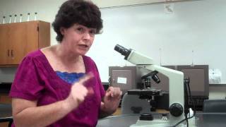 How to use a microscope and oil immersion [upl. by Ahsinot]