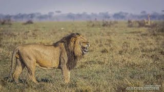 El Rey Africano  Documental de Leones [upl. by Phares601]