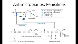 Antimicrobianos Penicilinas Betalactámicos [upl. by Behka]