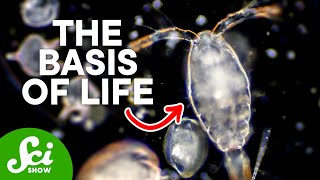 Why We Owe Our Lives to Phytoplankton [upl. by Pansir]