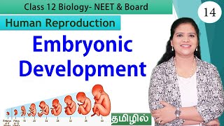 Gastrulation and Embryonic Development  Class 12 Biology தமிழ் [upl. by Liu]