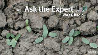 Ask The Alfalfa Expert  Spring Seeding Alfalfa 11619 [upl. by Bremser]