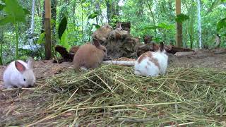 Rabbits Playing on a Southern Spring Day [upl. by Lleunamme584]