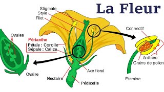 Morphologie De La Fleur [upl. by Attenauq491]