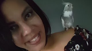 Tips for Gaining Your Cockatiels Trust [upl. by Seko]