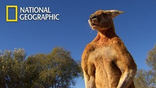 Muscular Kangaroos Martial Arts Match｜National Geographic [upl. by Atelahs]