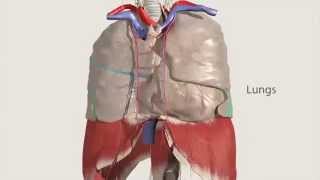 Primal’s 3D Atlas of Human Anatomy [upl. by Oswald]